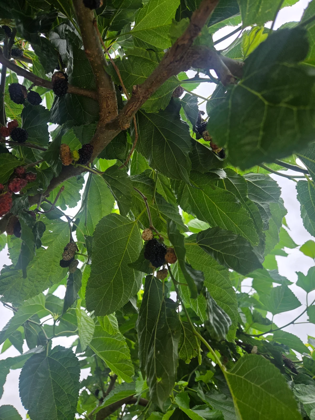 오디 짜라란~~