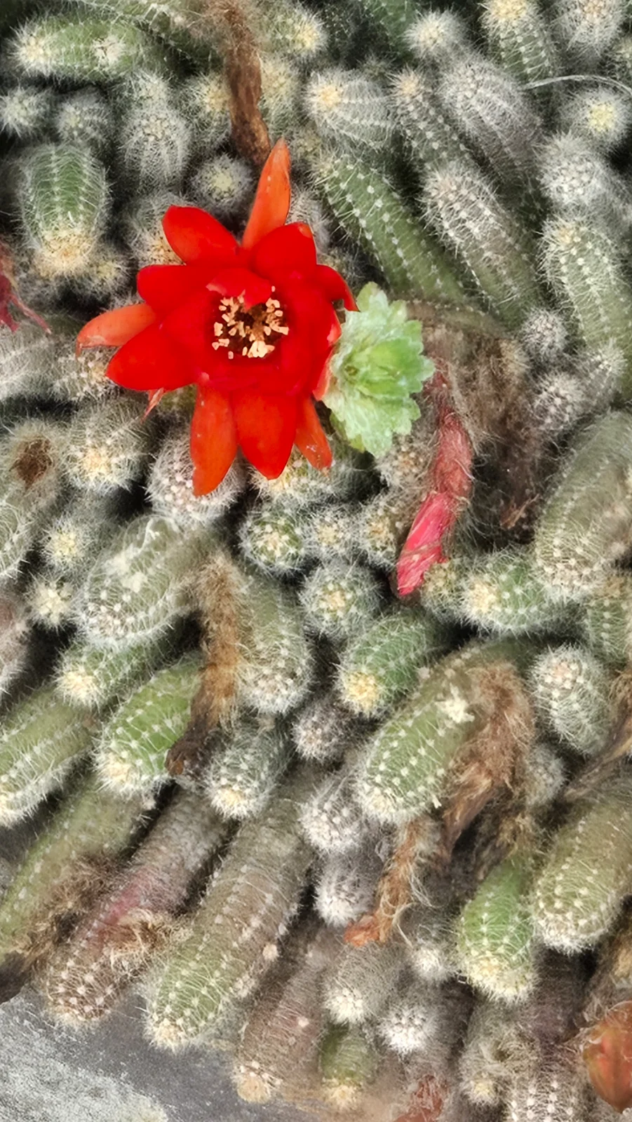선인장꽃