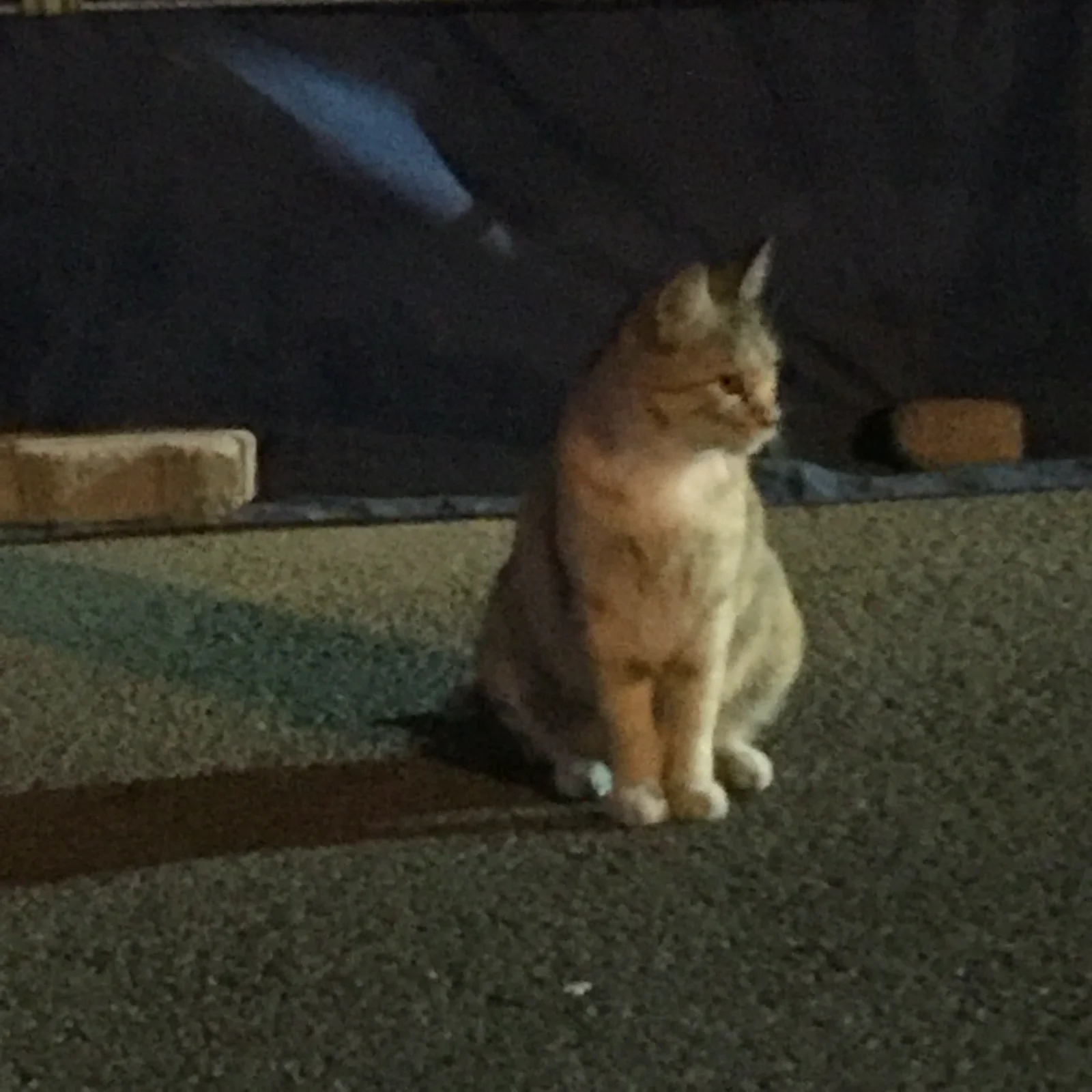 냥이